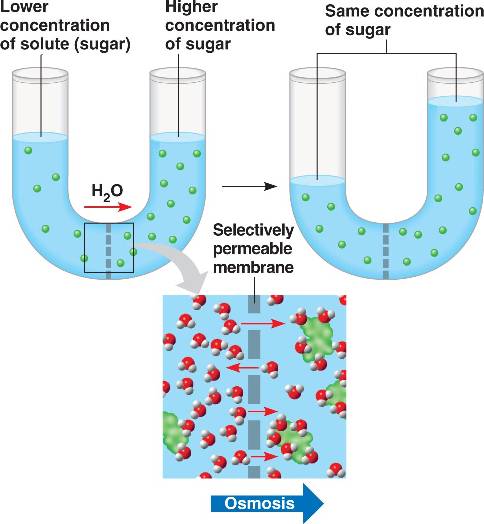 Crystallization lab report