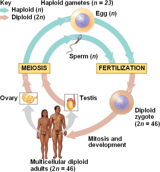 Chapter 13: Meiosis and Sexual Life.