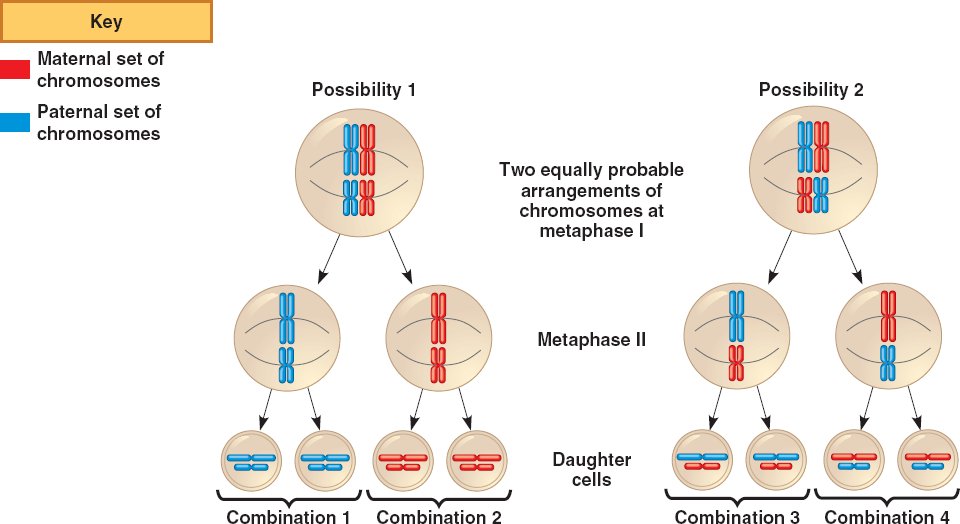 meiosis-introduction-to-biology-the-cell-cycle