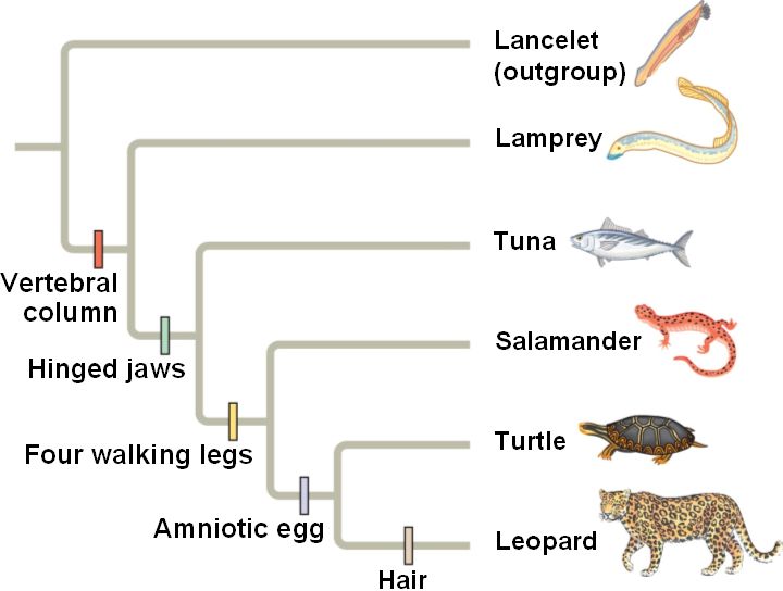 phylogenetic tree of life