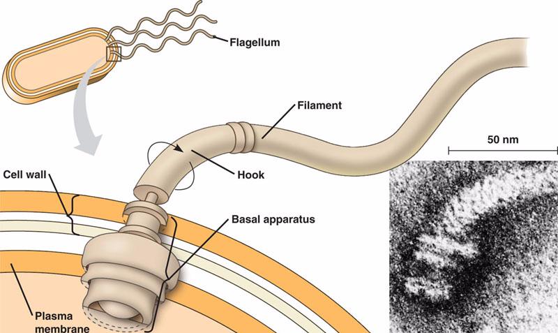 flagellum-html-27-06prokflagellum-jpg