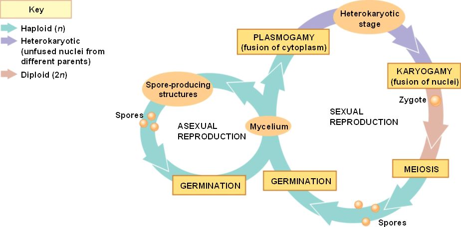 generalized life cycle of fungi. club fungi sexual life stage rise Dikaryotic+life+cycle