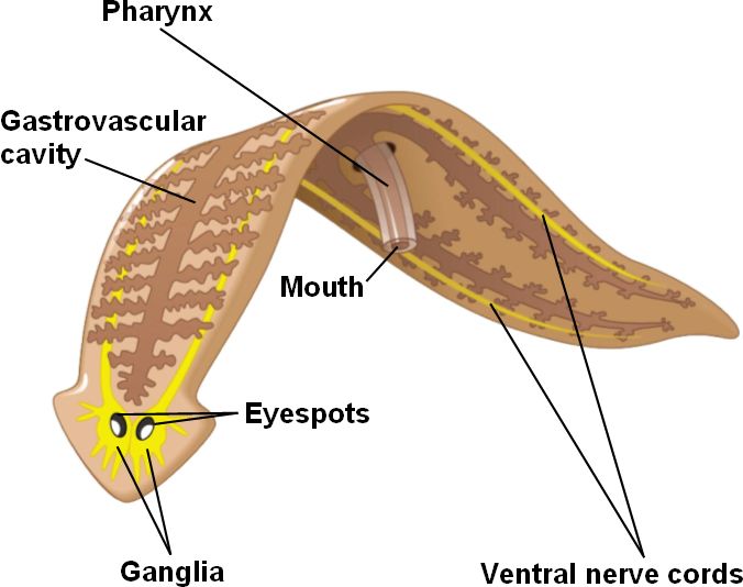 ohapbio12 [licensed for use only] / Planarian