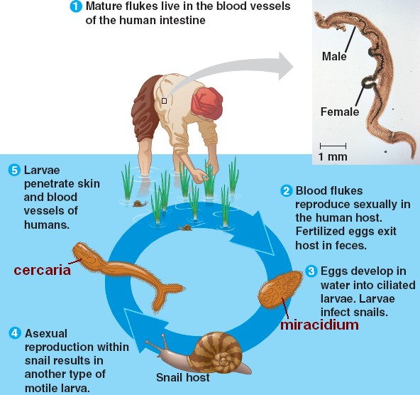 blood fluke