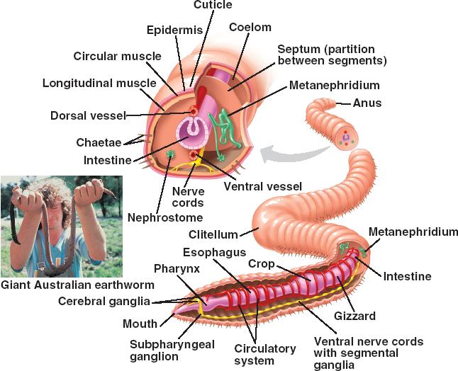 Phylum Annelida Diagram