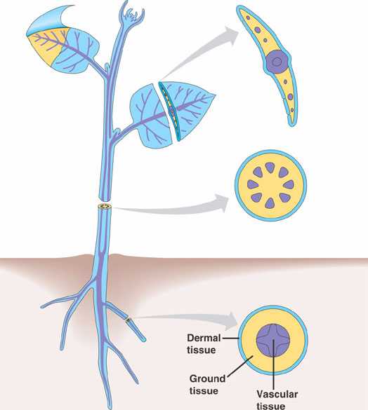 plant dermal tissue