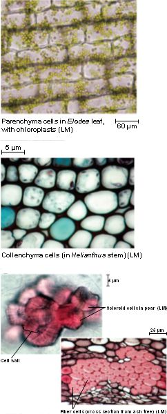 Collenchyma Tissue