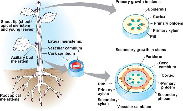 meristem