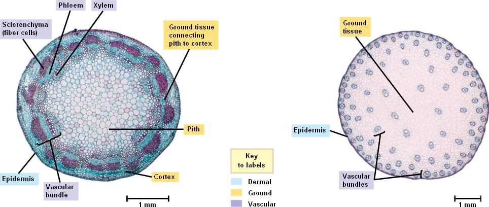 zea-mays-stem-cross-section-xylem-phloem-sclerenchyma-epidermis-my