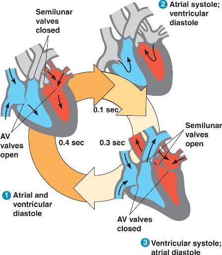 The cardiac cycle | sahiljhamb
