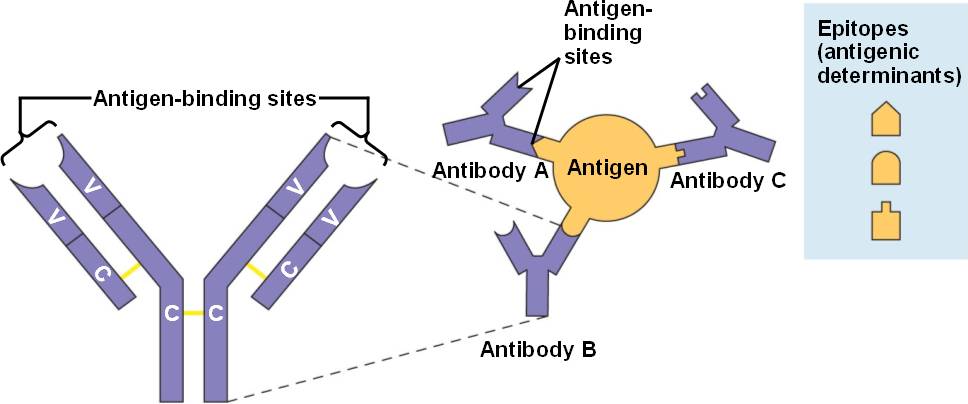 Antigen Epitope