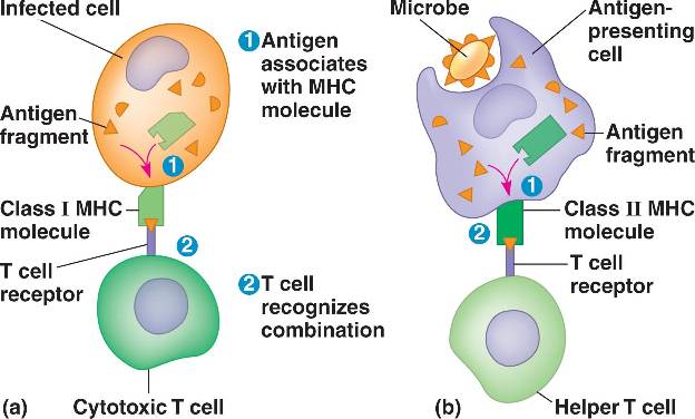 Mhc Complex