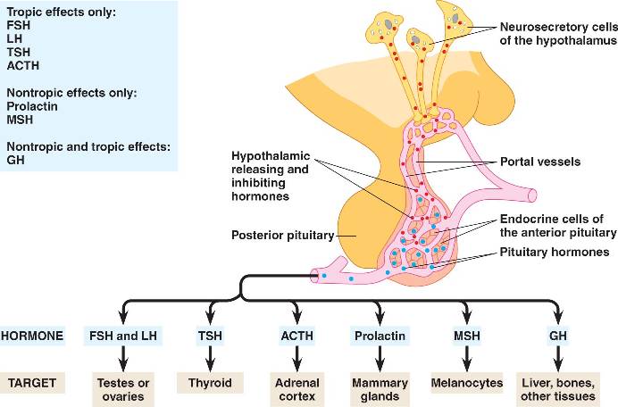 hormones made by adrenal gland