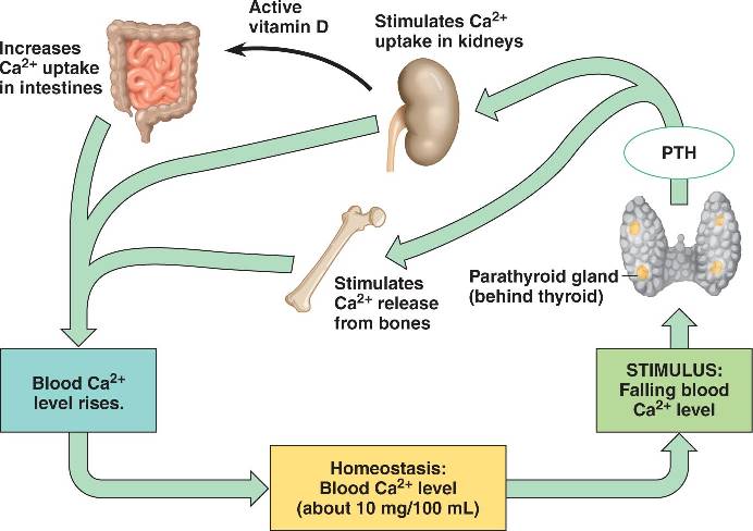 homeostasis-calcium.html 45_11CalciumHomeostasis_L.jpg