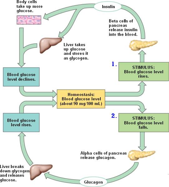 Blood Glucose Homeostasis