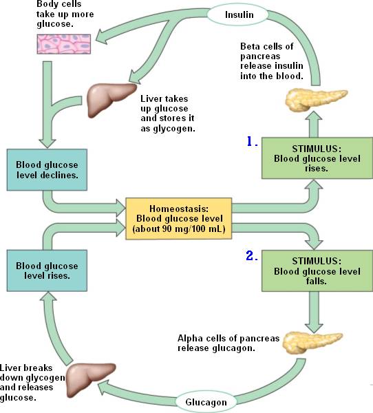 homeostasis-homeostasis