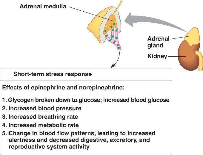 adrenal glands produce hormones called