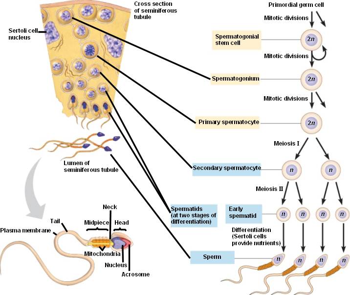 spermatogenesis.html 46_12Spermatogenesis.jpg