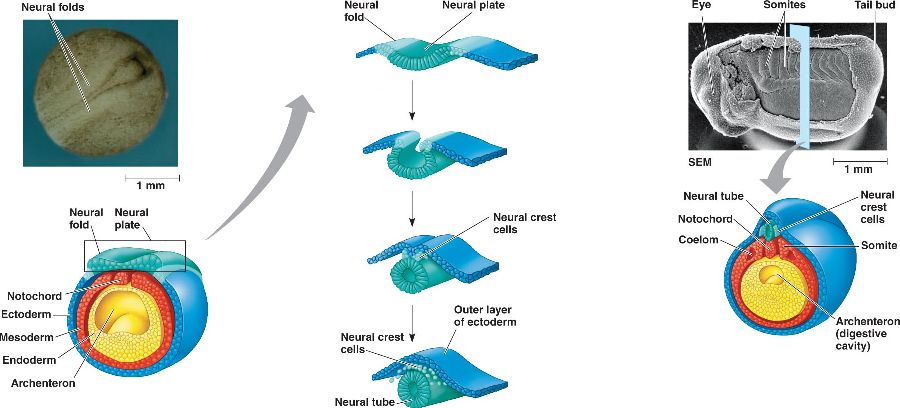 book Cryopreservation of Plant