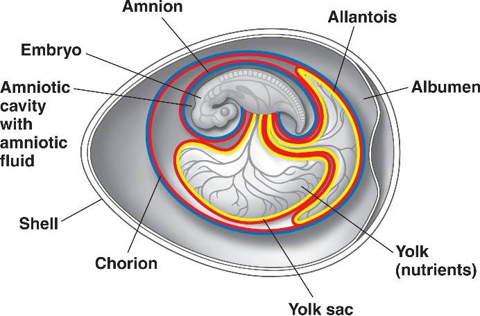 Do Amphibians Have Amniotic Eggs