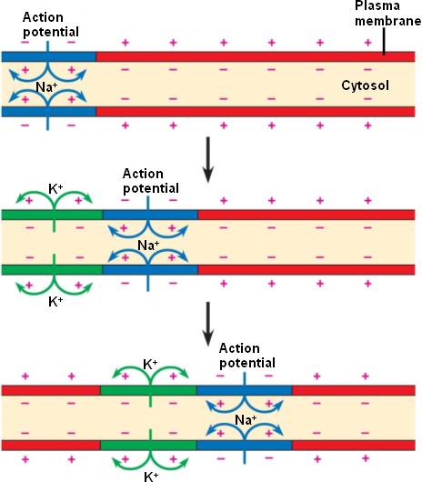 action potential physics science experiment