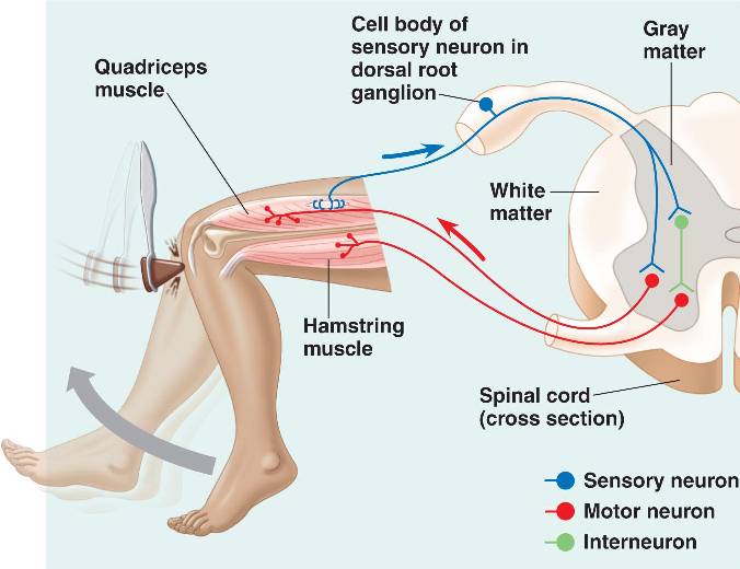 knee-jerk-html-49-03kneejerkreflex-l-jpg