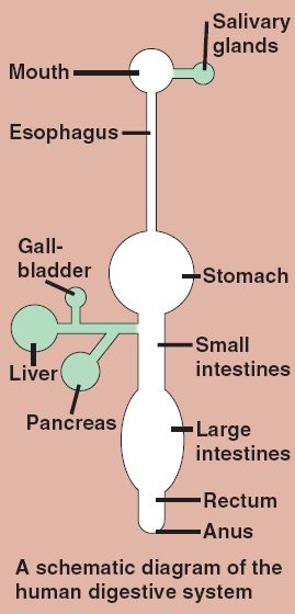 digestive system diagram for kids. blank digestive system diagram