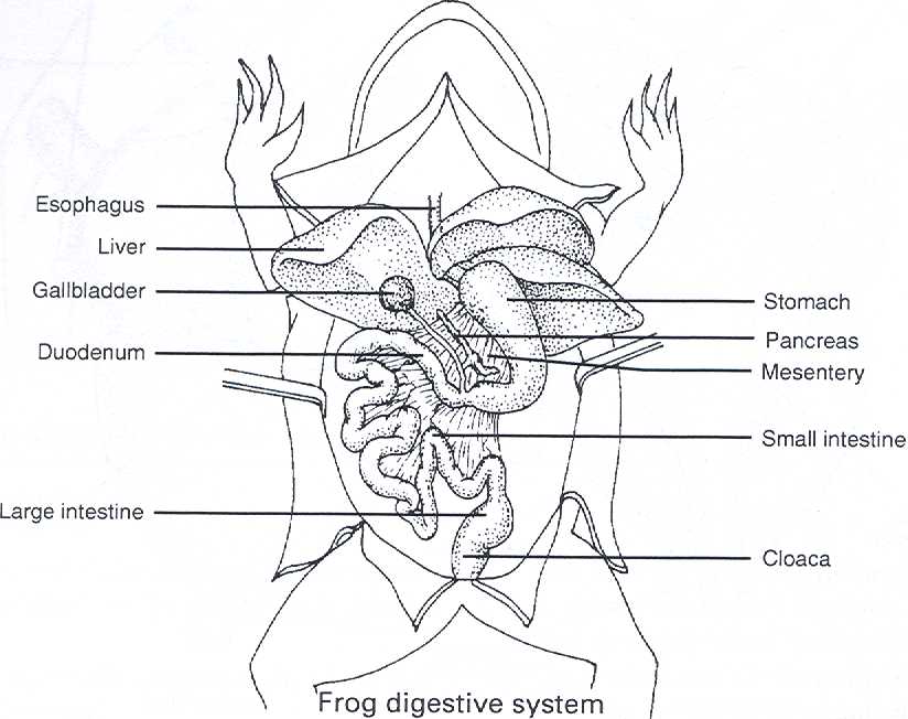 circulatory system of frog. circulatory system of frog