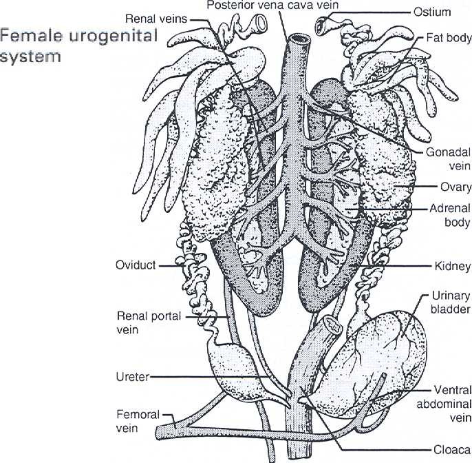 the circulatory system of a frog. Contains a frogs excretory or