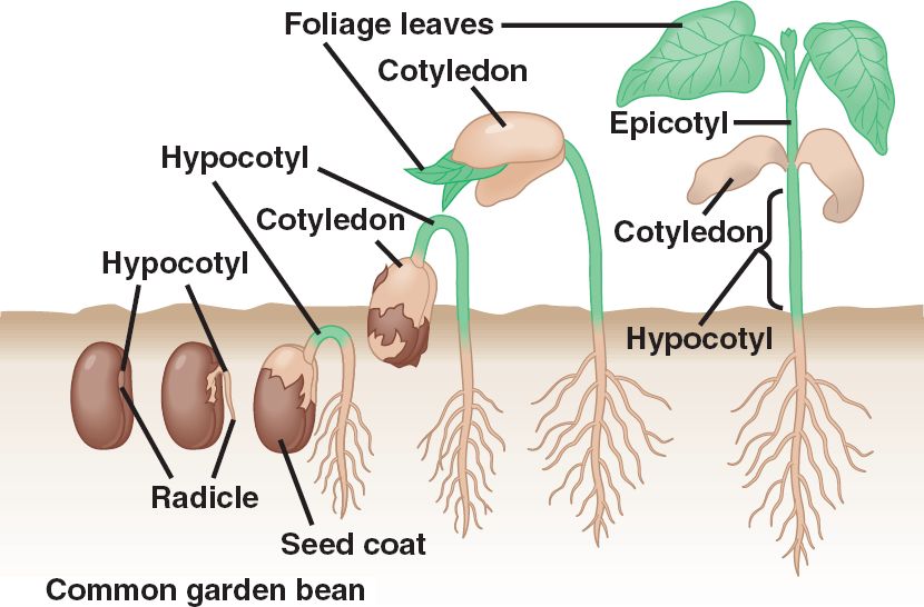 38_10SeedGermination-dicot.jpg