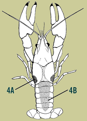 Rusty Crayfish Identification