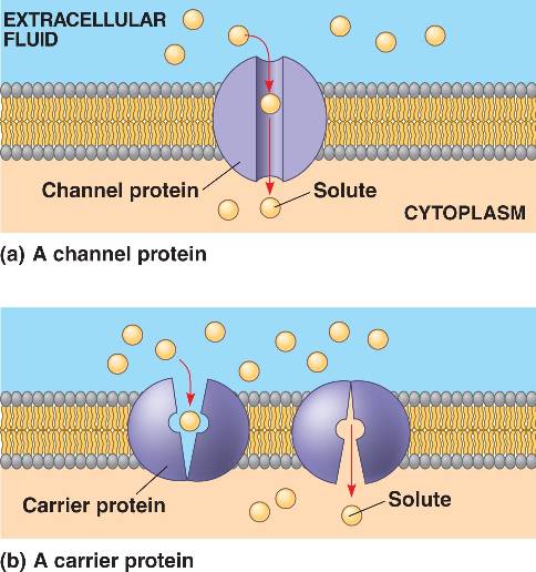 Facilitated diffusion html 07 15FacilitatedDiffusion L jpg