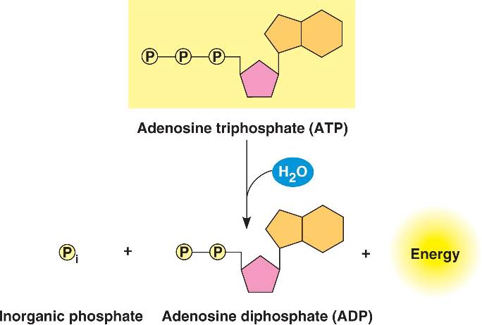 Atp hydrolysis html 08 09ATPHydrolysis L jpg