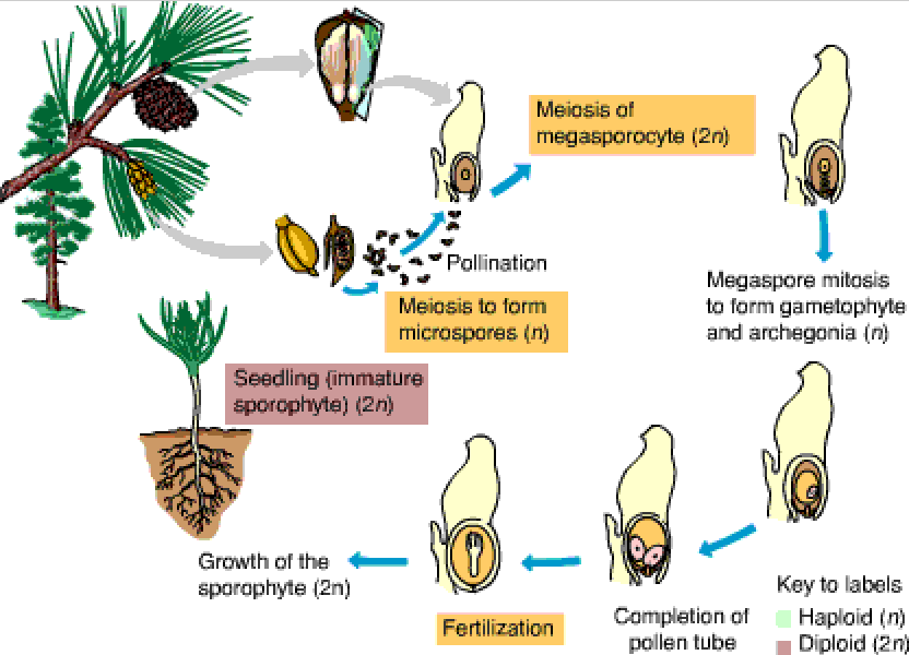 Эндосперм гаметофит. Жизненный цикл голосеменных растений сосна. Цикл сосны обыкновенной. Размножение голосеменных хвойных. Цикл развития голосеменных схема.