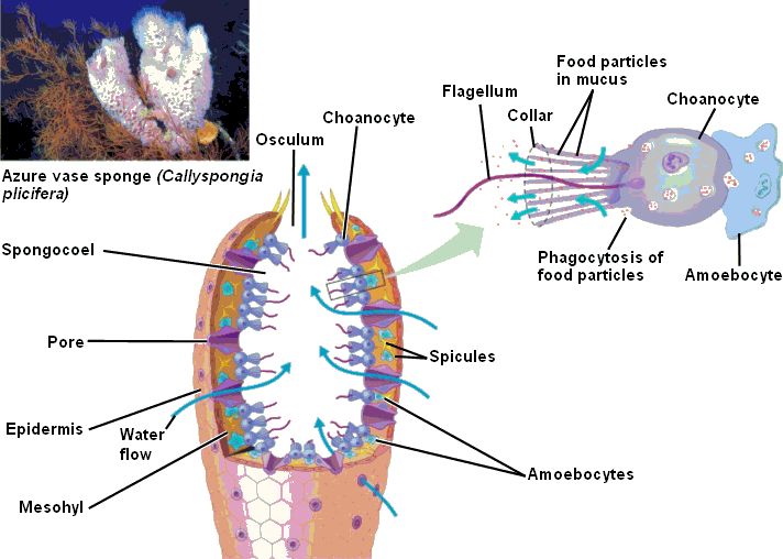 sponges have specialized cells with flagella that move water through the sponges that are called
