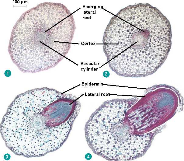 growth-root-lateral-html-35-14lateralrootform-jpg