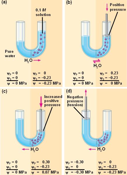 What Does Less Negative Water Potential Mean