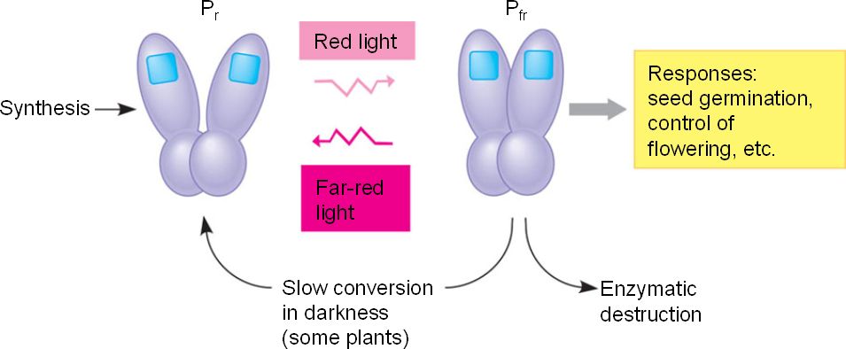 Свет синтез. Фитохром клетка. Фитохром PFR PR. Фитохром где находится. PFR это биология.
