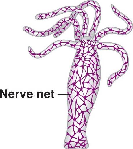 Диффузно разбросанная нервная система