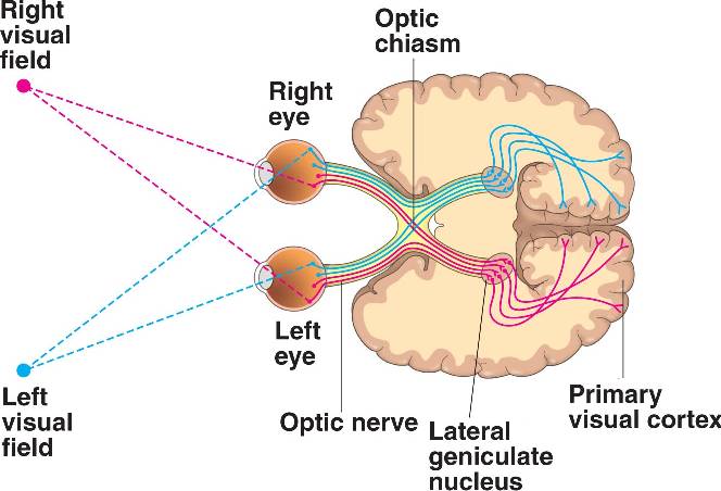 Vision html 50 24VisionNeuralPath L jpg