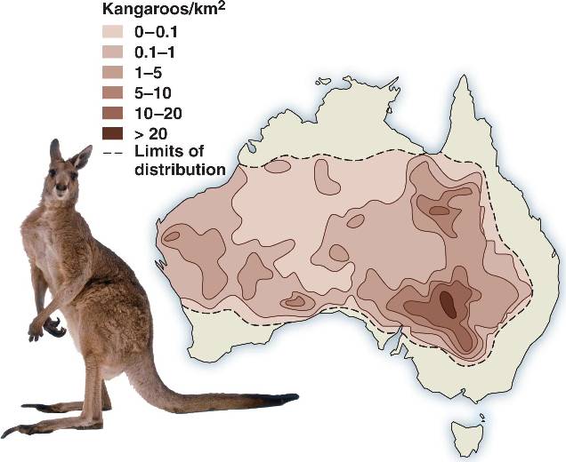 Where Do Kangaroos Live