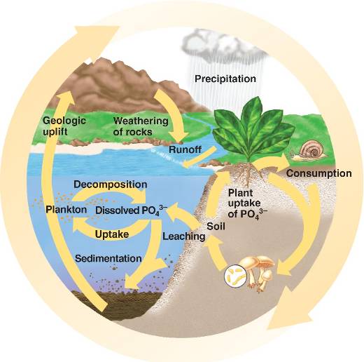 phosphorus-cycle-html-55-14dphosphoruscycle-l-jpg